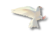 Peace Dove Symbol